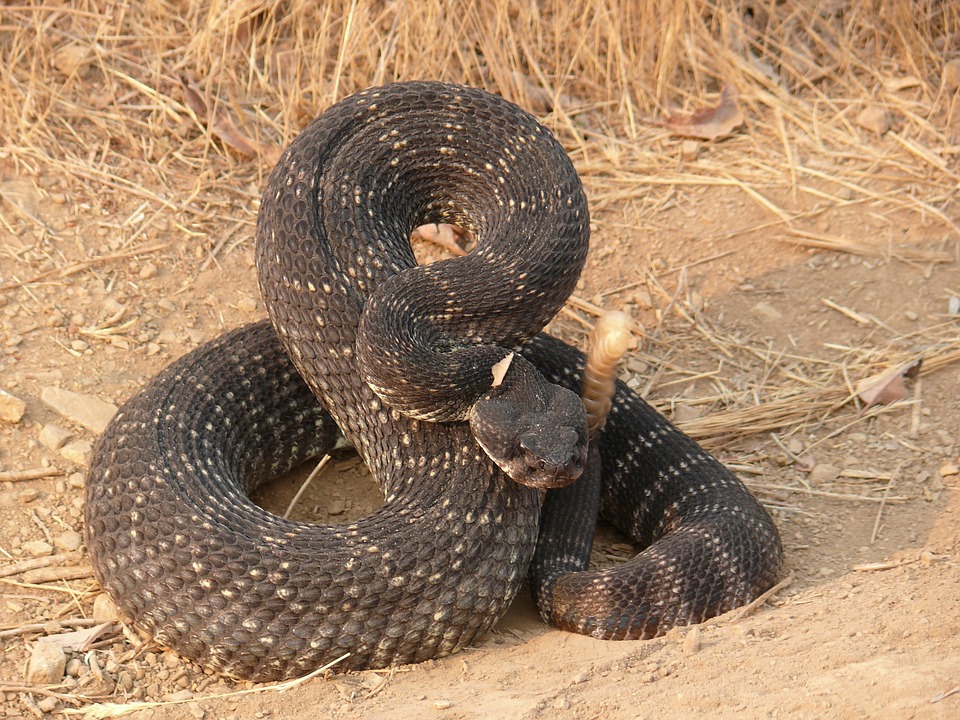 What Does It Mean When You Dream About Snakes?