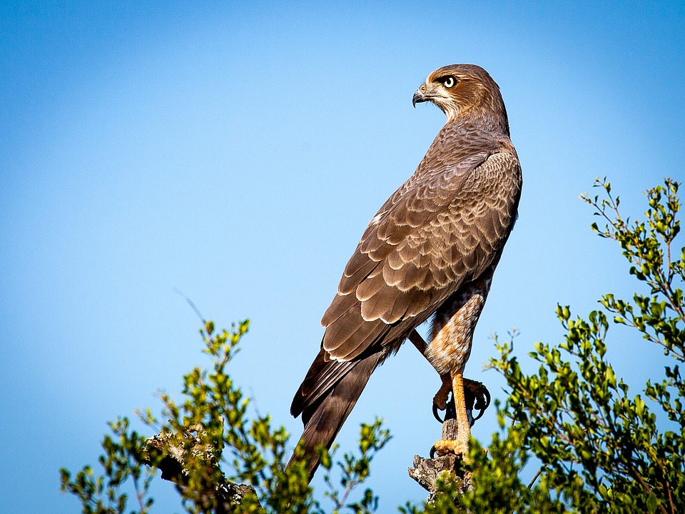 Falcon Totem: Native American Zodiac (Red-Tailed Hawk)