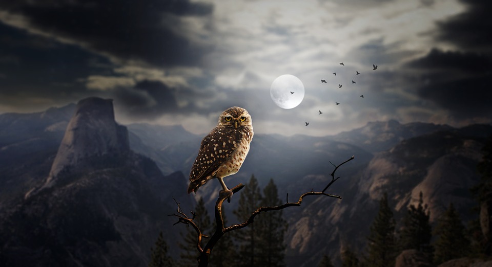 Owl Totem: Native American Zodiac