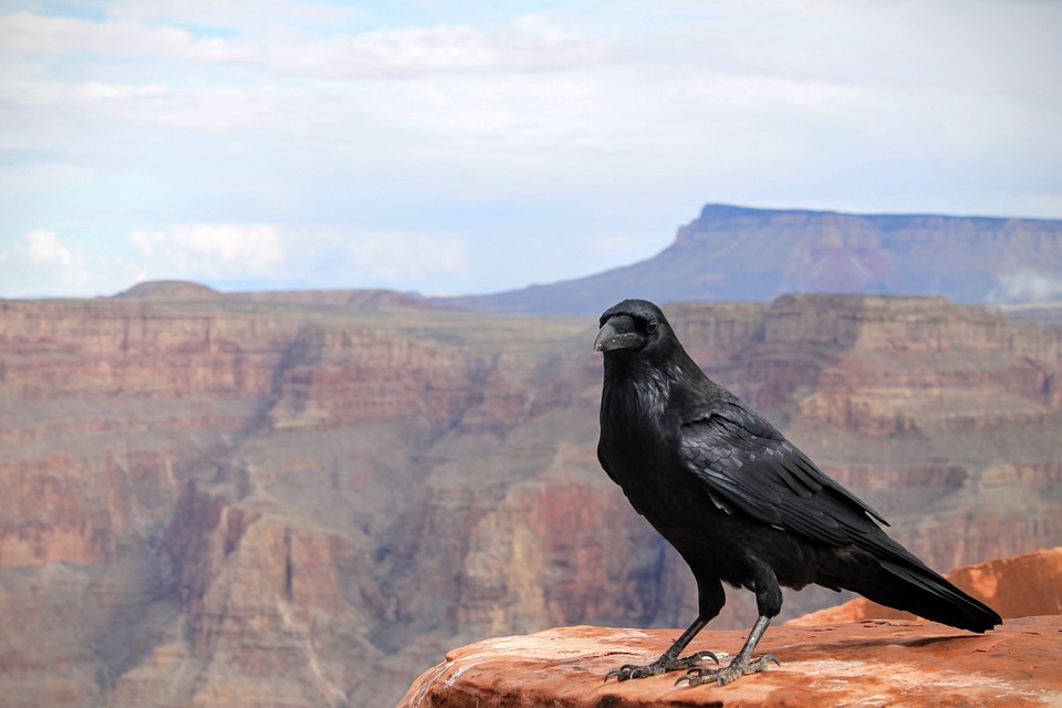 Raven Totem: Native American Zodiac