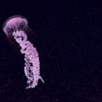 What Happens When a Gemini Woman Becomes Distant?