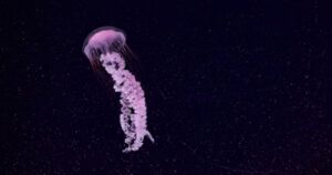 when a gemini woman pulls away