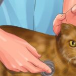 Munchkin Caterpillar Care: Tips for Raising These Adorable Creatures at Home