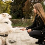 Training Your Mini Goldendoodle: Essential Tips for Success