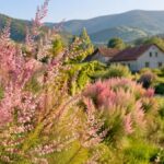 Ракитовица: Meaning, Uses, Benefits, and Cultural Significance Explained