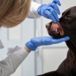 The Importance Of Dental Cleanings Provided At Animal Hospitals