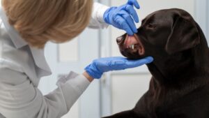 Dental Cleanings